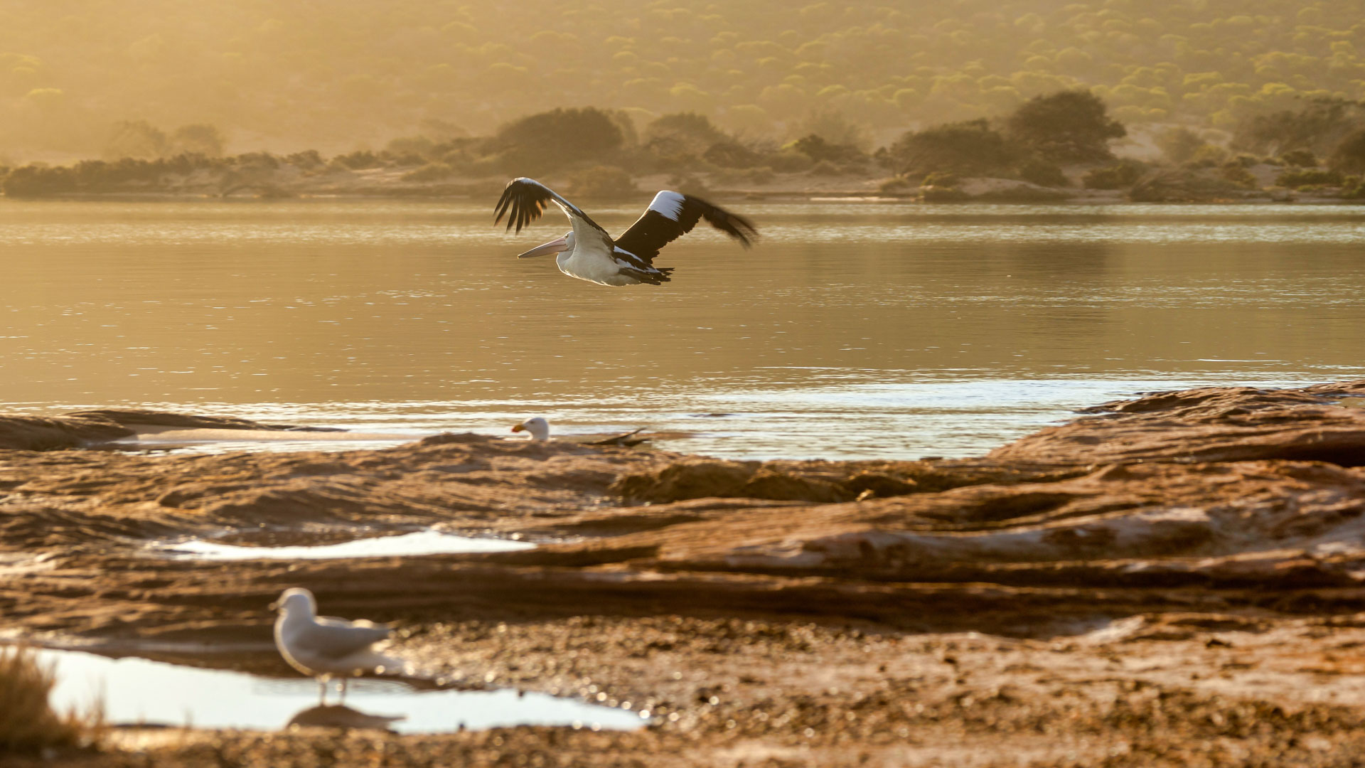 Kalberri - Brillenpelikan